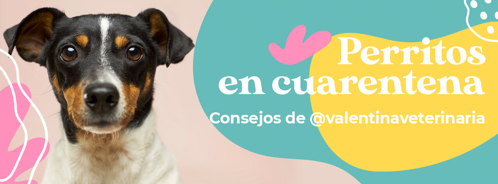 Cuidar a tu perrito en cuarentena. Consejos de @valentinaveterinaria