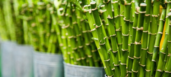 Conoce los beneficios del Bambú en 5 pasos